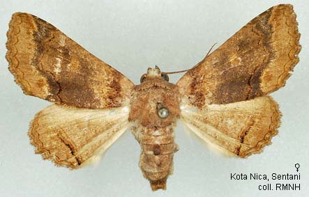 Prika Insect Papua Insects Foundation (Lepidoptera/Erebidae/Erebinae/Pericymini ...